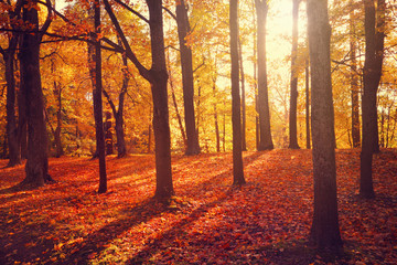 Fototapeta premium Autumn landscape