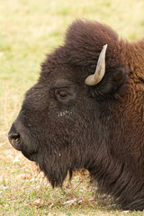 Bison Headshot Profile