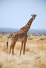 One day of safari in Tanzania - Africa - Giraffe