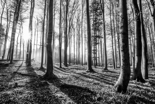 Fototapeta forest - black and white photography