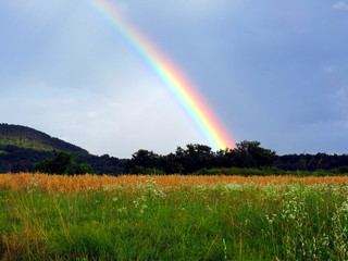 Naklejka premium Rainbow behind the wheat field