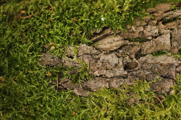 Mossy Bark