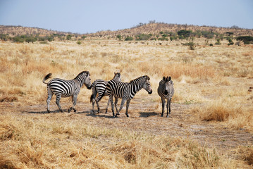 Fototapeta na wymiar One day of safari in Tanzania - Africa - Zebras