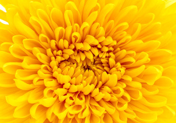 Beautiful yellow chrysanthemum closeup