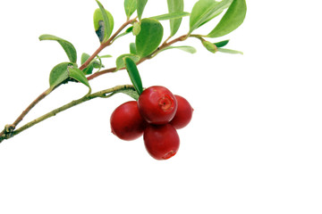 Branch of cowberry