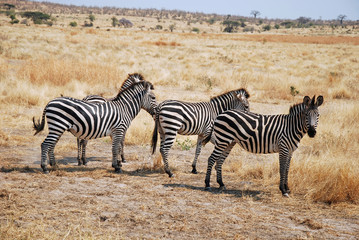 Fototapeta na wymiar One day of safari in Tanzania - Africa - Zebras