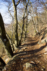 Fototapeta premium forest