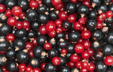 redcurrant and  blackcurrant