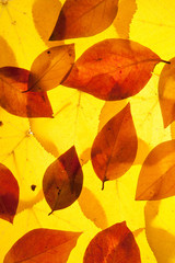 yellow and red leaves