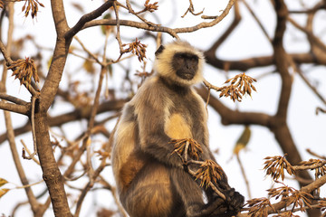 Indian Gray langurs or Hanuman langurs Monkey (Semnopithecus ent