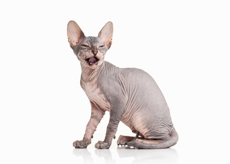 Cat. Don sphynx kitten on white background