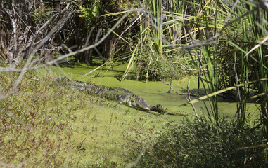 American Alligator in swampland Florida USA