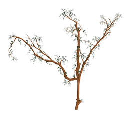 Dry Leaves Branches