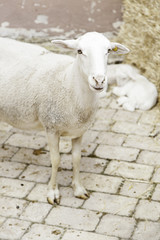 Fototapeta premium Sheep on a farm