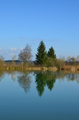 Fototapeta na wymiar Tannenbäume spiegeln sich im See