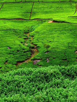 Fields of tea. Plantation in Sri Lanka.