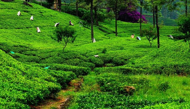 Fields of tea. Plantation in Sri Lanka.