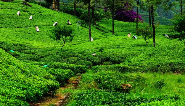 Plantations de Thé de Nuwara Eliya - Adobe Stock