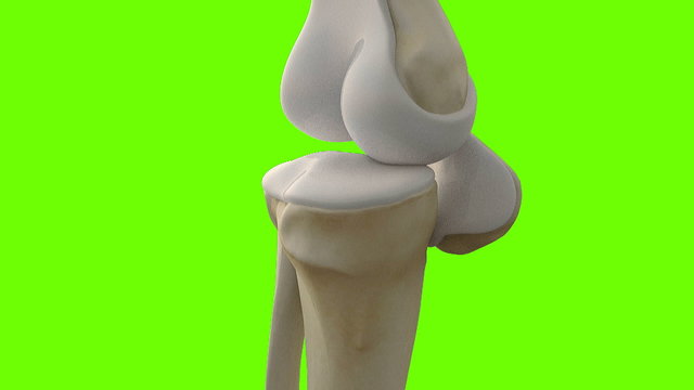 human knee, human bone