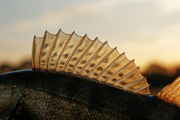 Dorsal fin of a walleye (pike-perch)