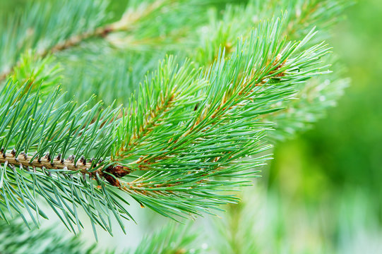 Branch Of The European Black Pine.