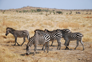 Naklejka na ściany i meble One day of safari in Tanzania - Africa - Zebras