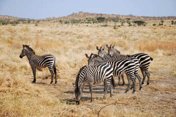 One day of safari in Tanzania - Africa - Zebras
