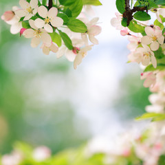Blooming apple tree blossoms with smooth bokeh background
