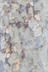 Plane tree bark texture background - 72890445