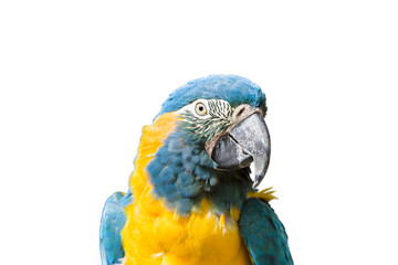 Colorful Macaw