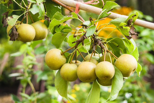 Asian Pears on fruit tree