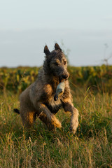 Irischer Wolfshund springt