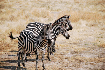 One day of safari in Tanzania - Africa - Zebras