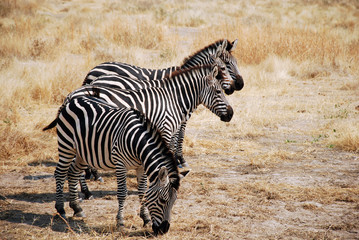 One day of safari in Tanzania - Africa - Zebras