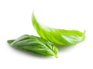 Fresh basil leaves in closeup