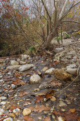 Autumn Creek