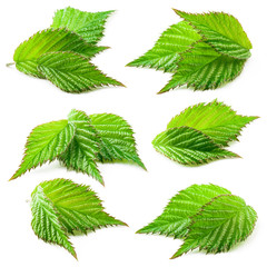 Raspberry leaf isolated on white background