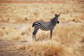 Fototapeta na wymiar One day of safari in Tanzania - Africa - Zebras