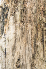 wood texture with gnarl