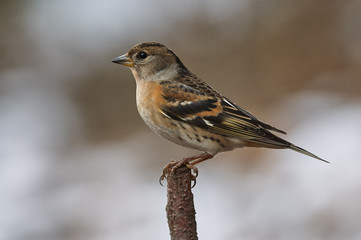 Brambling female perched on a branch
