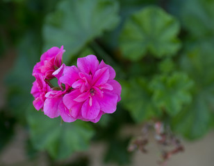 Géranium rose