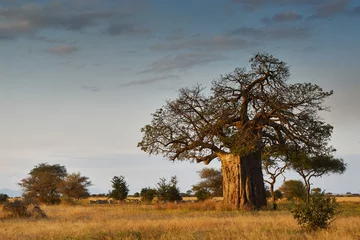 Fototapeten Afrikanische Landschaft © lucaar