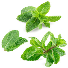 Fresh mint leaves isolated on white. Collection