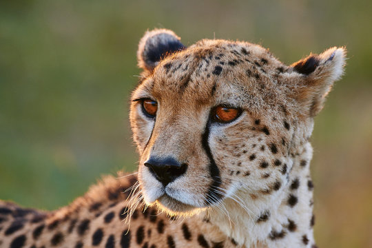 Cheetah Face Images – Browse 18,282 Stock Photos, Vectors, and Video |  Adobe Stock