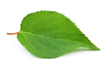 Obraz premium Apricot leaа isolated on white background