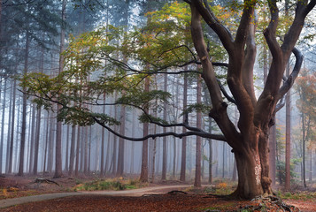 grote beukenboom in mistig bos