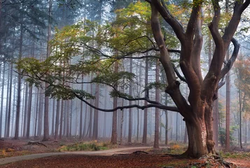 Foto op Plexiglas Bestsellers Landschappen grote beukenboom in mistig bos