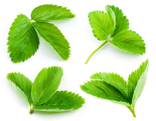 Strawberry leaf isolated on white background. Collection
