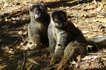 Brown Lemur (Eulemur fulvus fulvus), madagascar