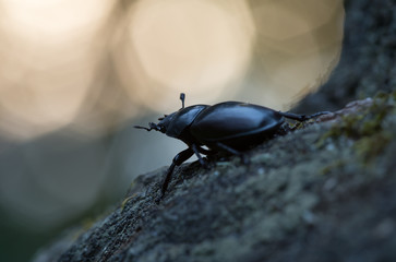 Female Stag beetle, Lucanus cervus in twilight